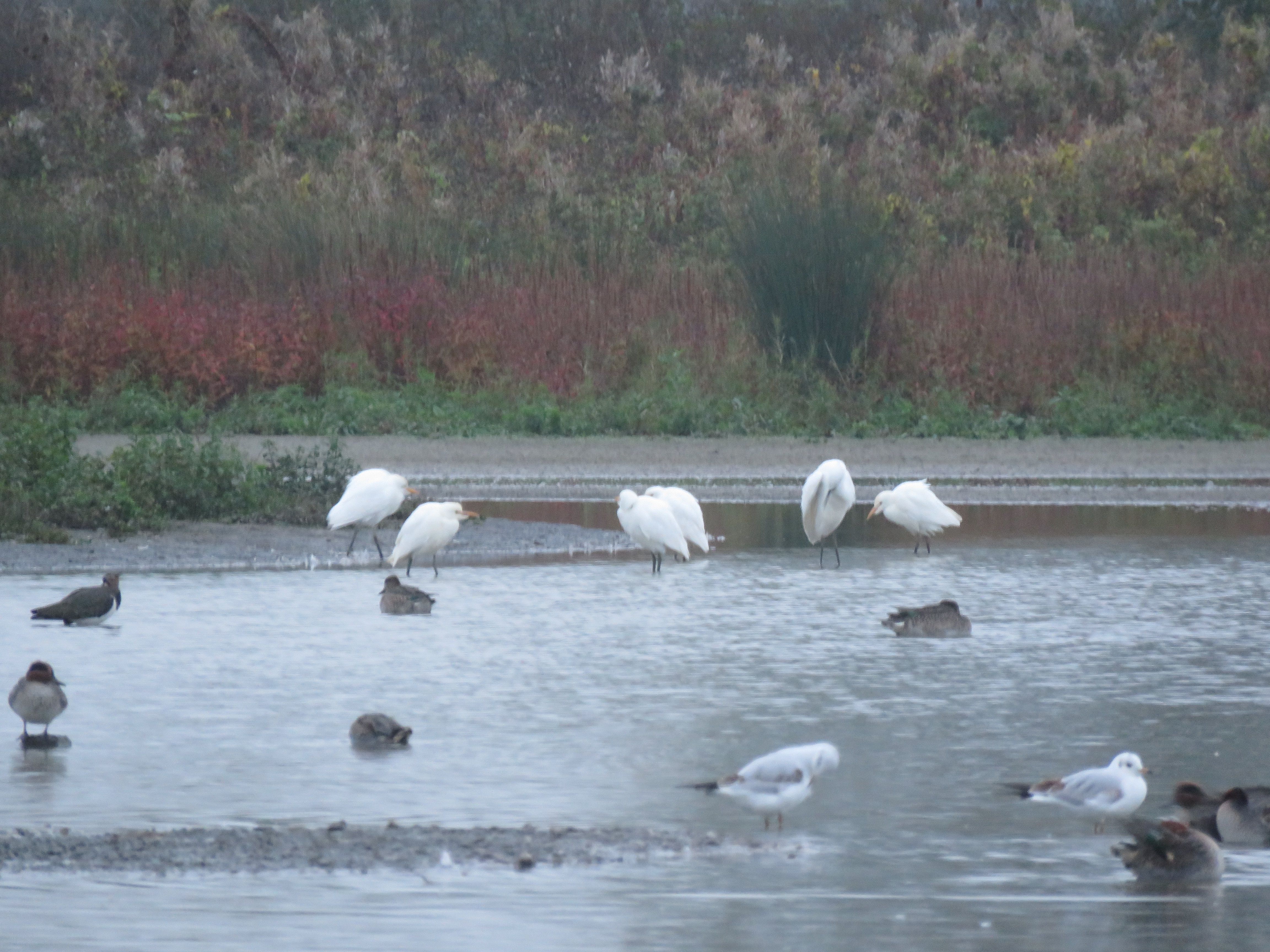 Cattle Egret with Little Egret