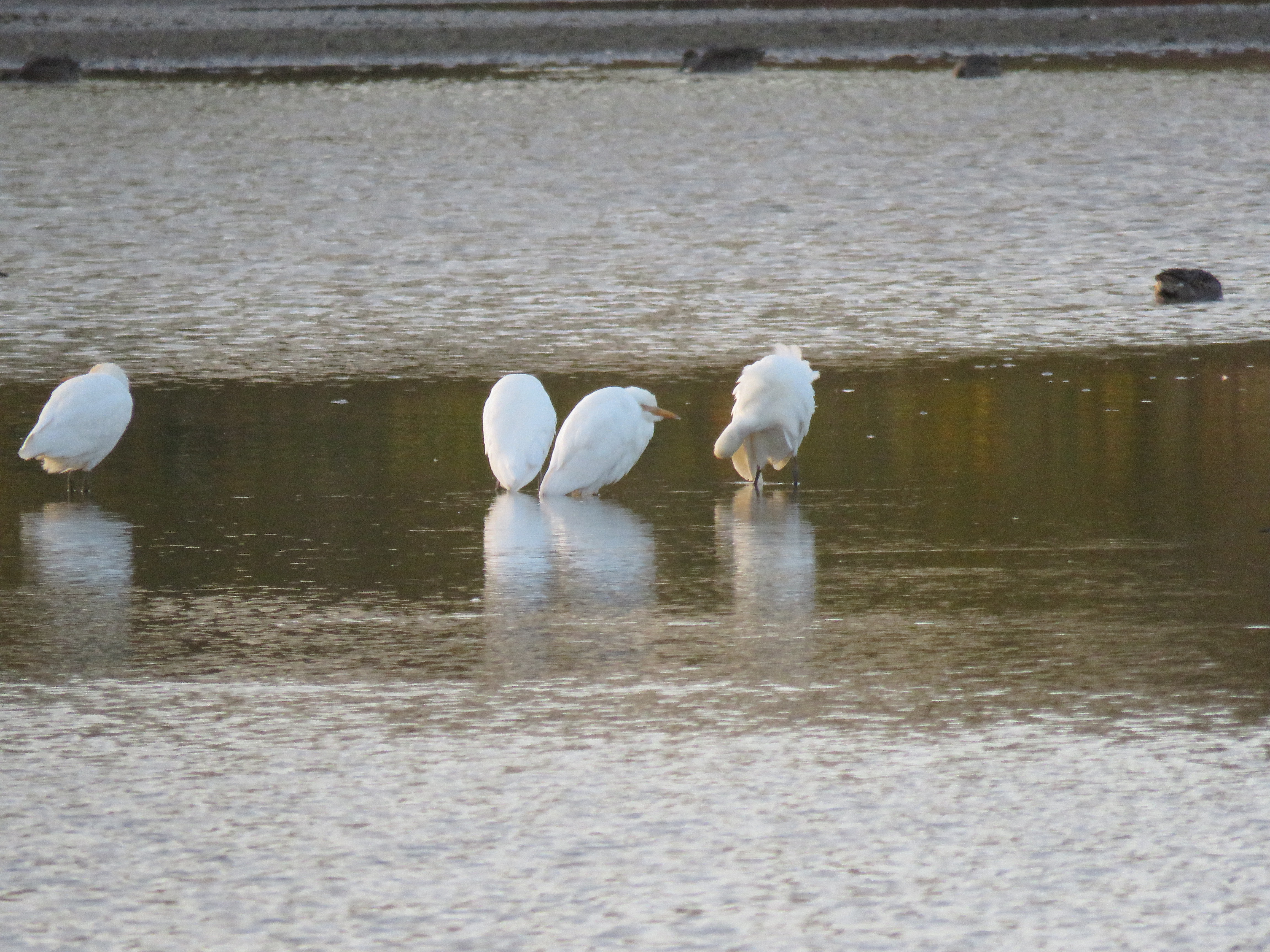 Cattle Egrets