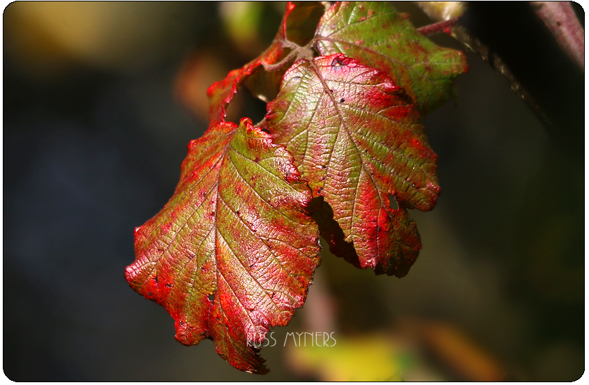 img_2038-copy