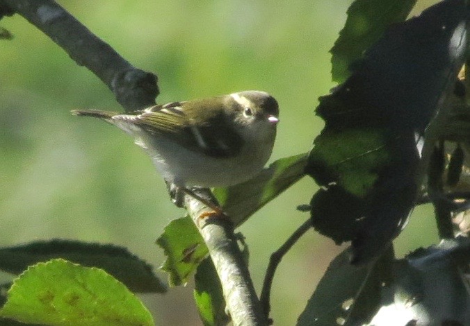 Yellow-browed Warbler by the Kingfisher Hide (Jon & John Edwards)