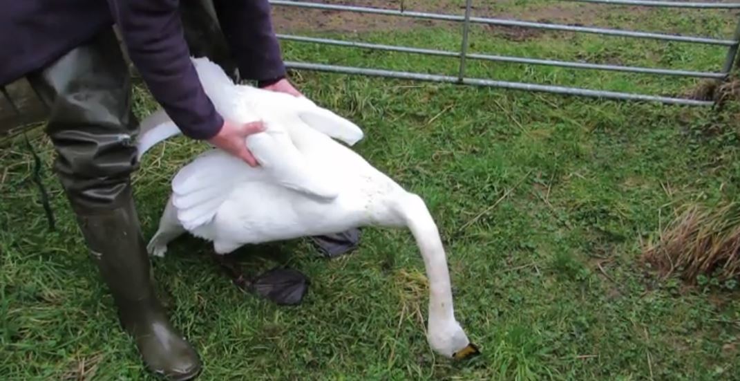 A whooper swan poisoned by ingesting lead shot