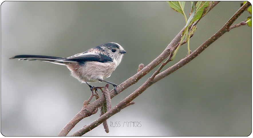 long-tailed-tit