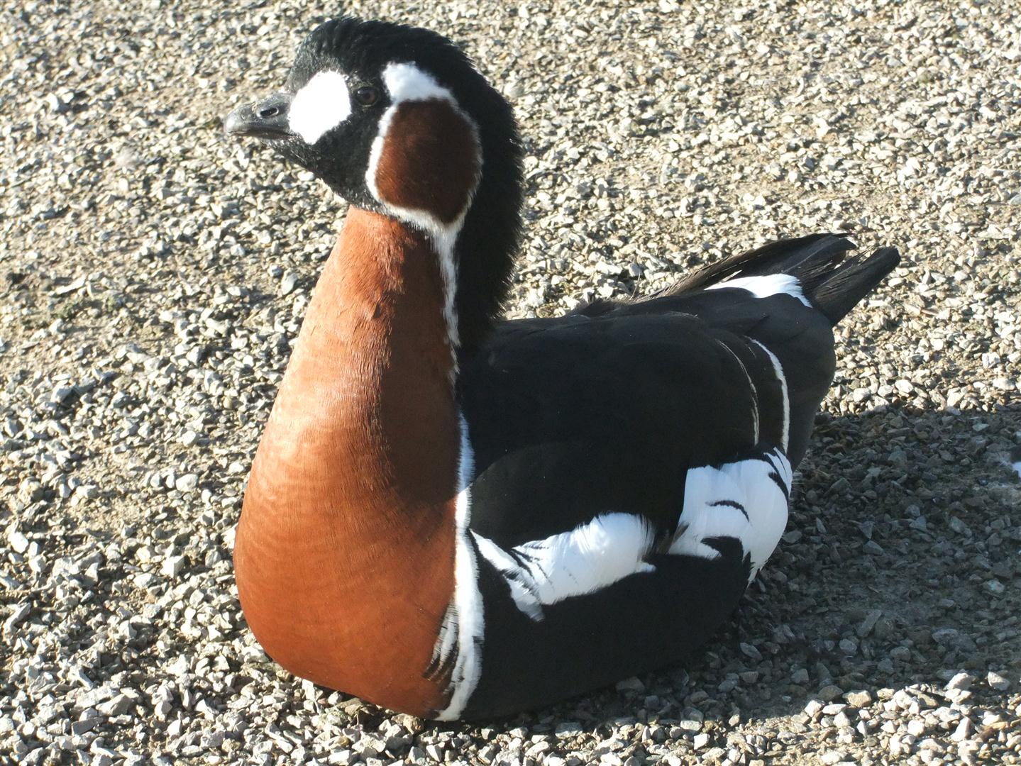 Red Breasted geese manage well.