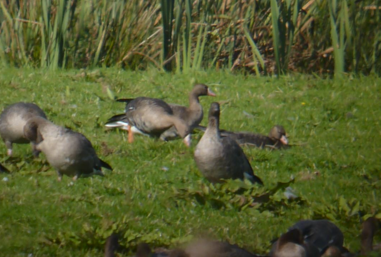 European White-fronted Geese 2 adult and juvenile (Eddie Seal)
