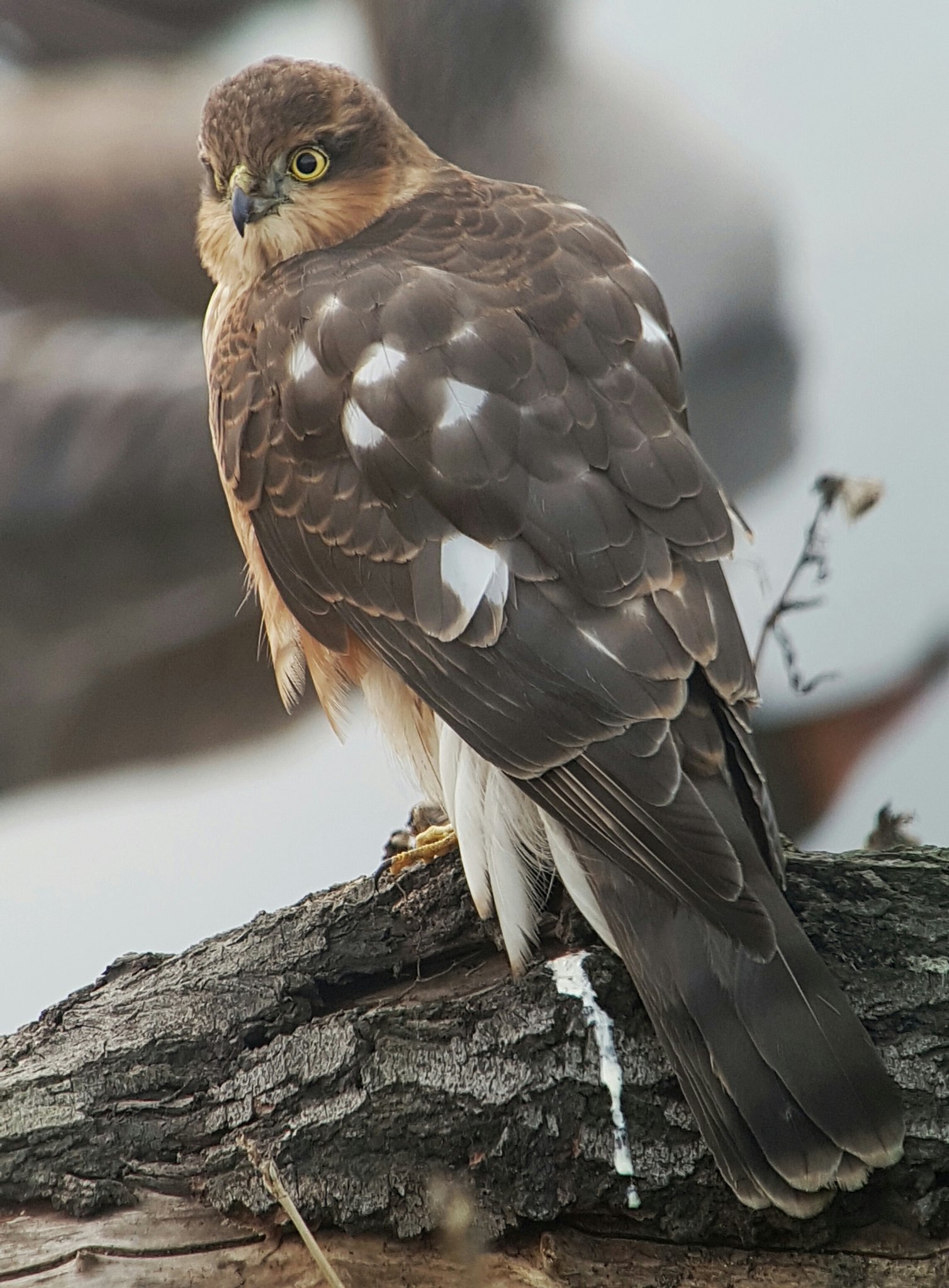 Sparrowhawk eyeing the hedgerow next to the in focus shop. 