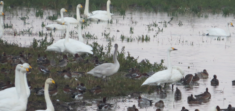 we-eb-bewicks-swan-family-20-10-16-scr