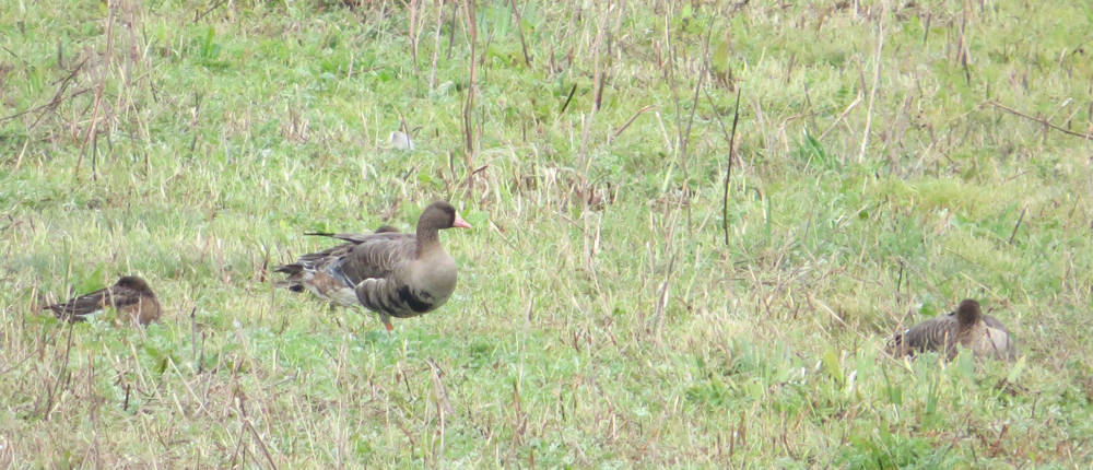 White-fronted goose