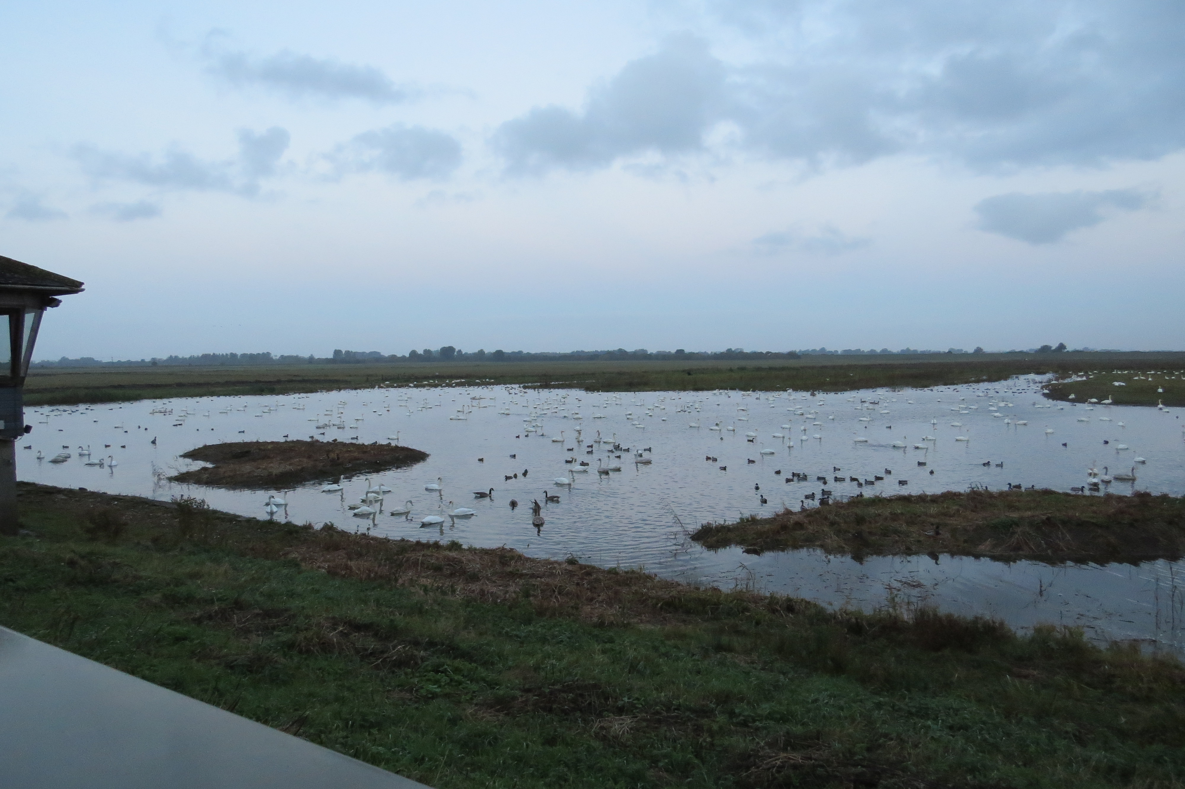 we-eb-whooper-swan-arrivals-20-10-16-15