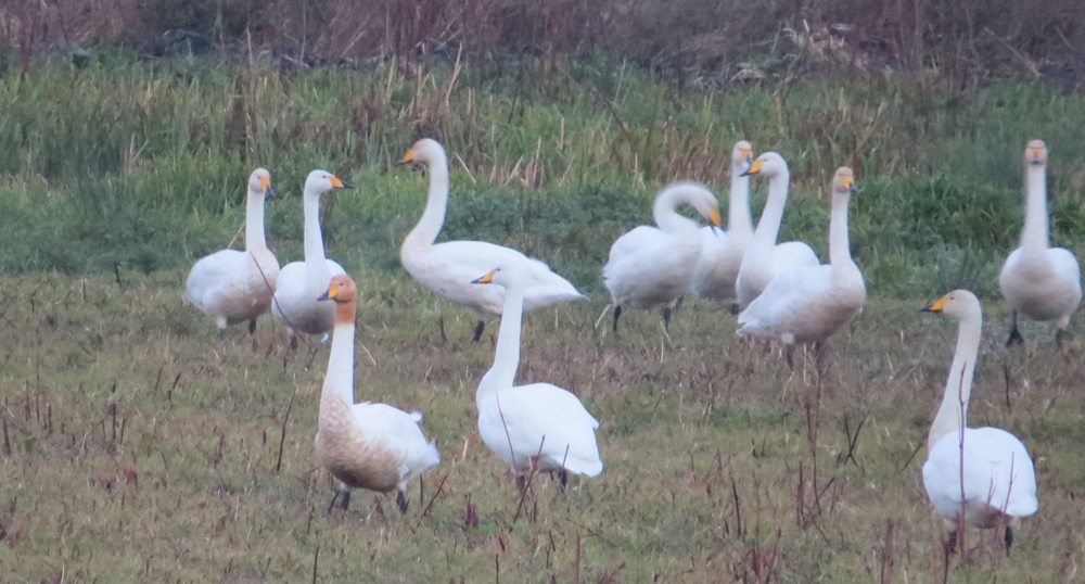 we-eb-whooper-swan-arrivals-20-10-16-22-scr