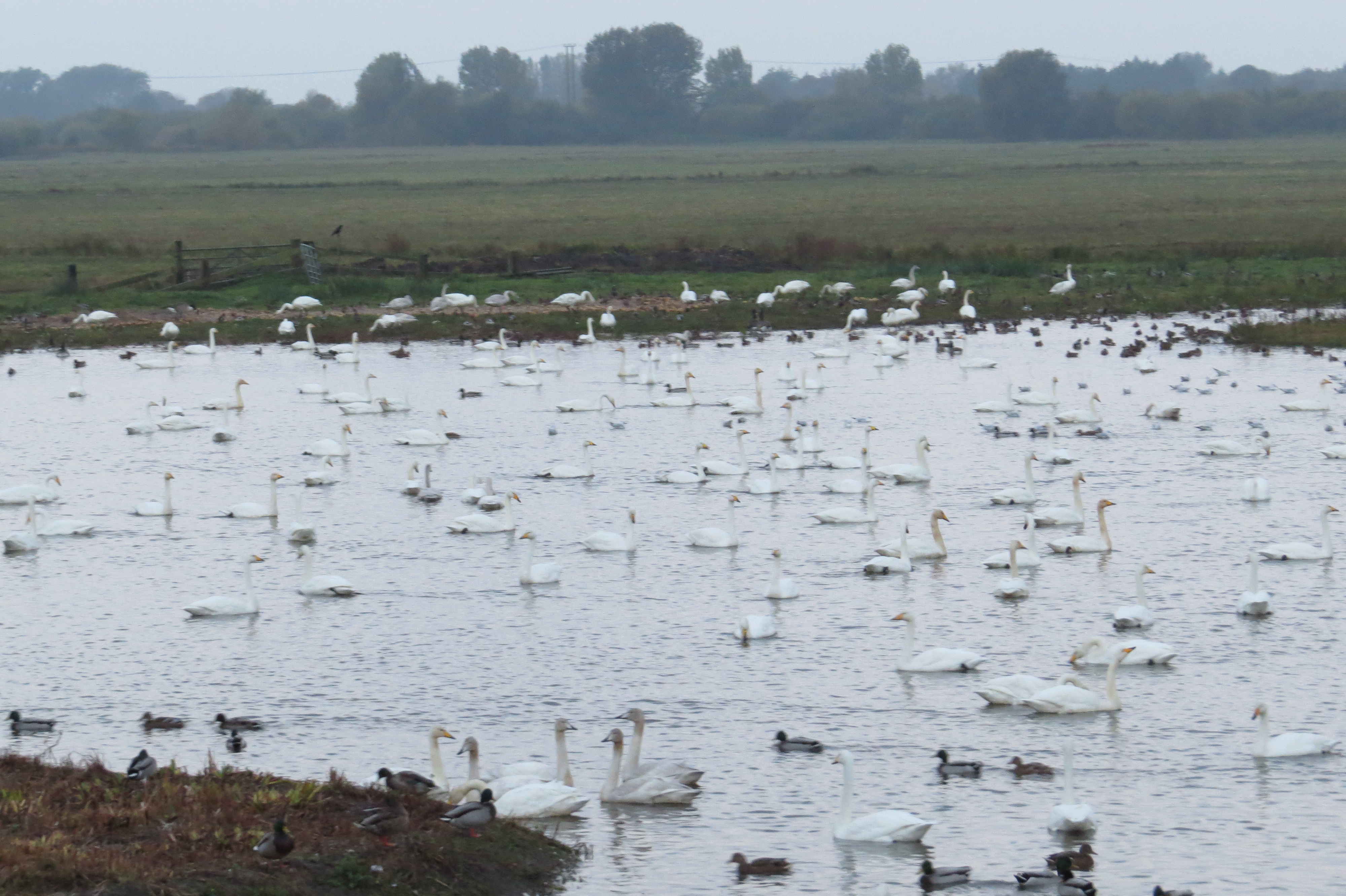 we-eb-whooper-swan-arrivals-20-10-16-25