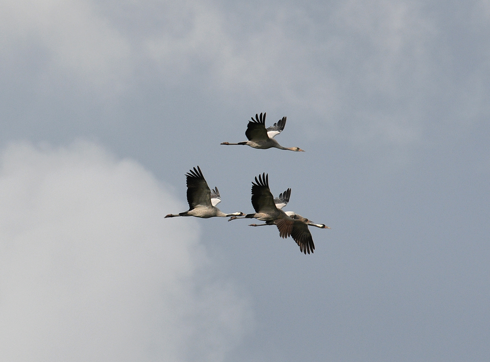 Crane family by Jane Rowe