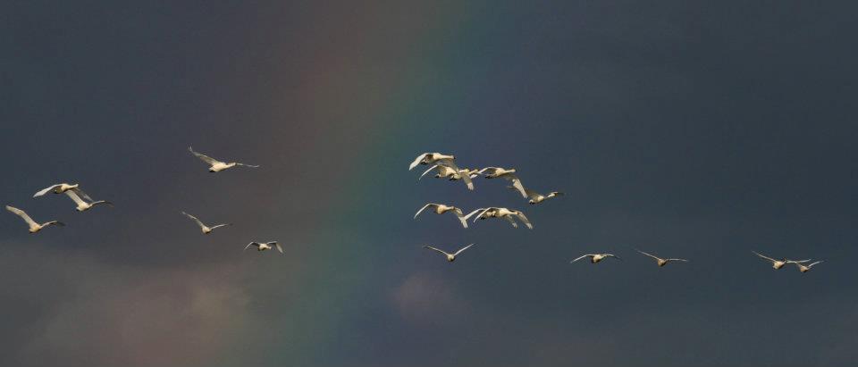 Always a sight watching Whooper Swan fly in