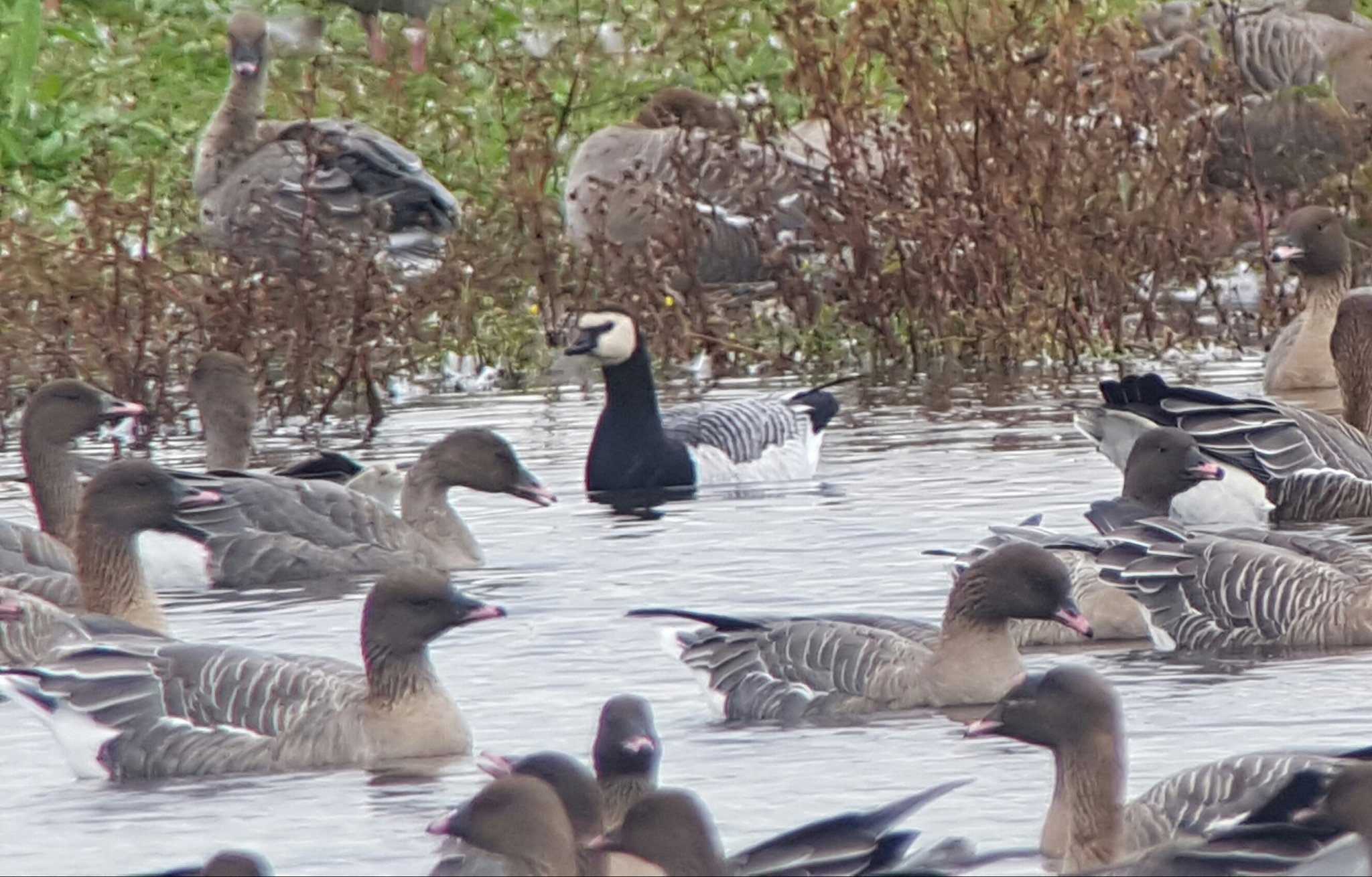 Barnacle Goose with Pinks