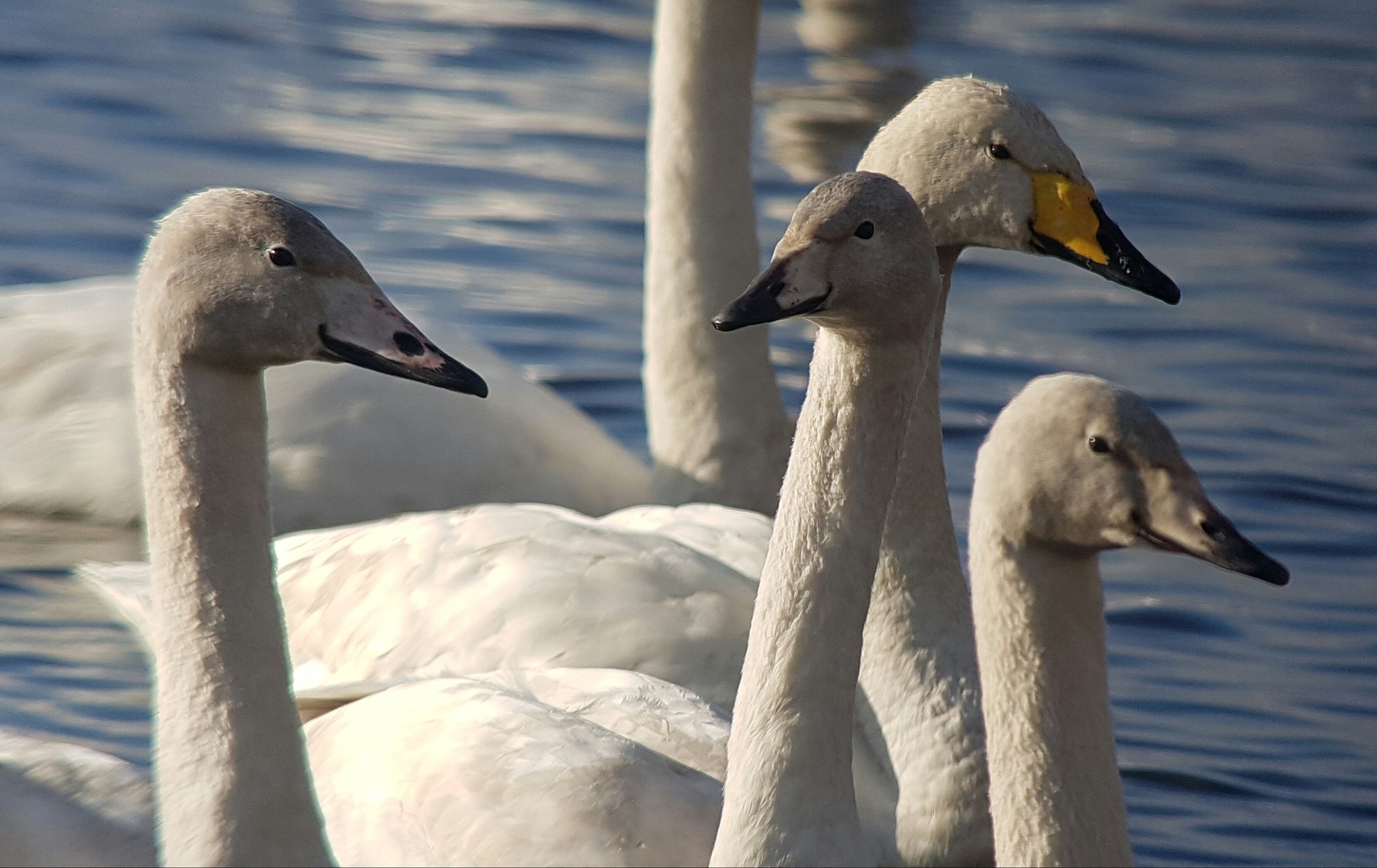 Whooper Swan family with 3 cygnets arriving for the afternoon feed in front of the Discovery Hide