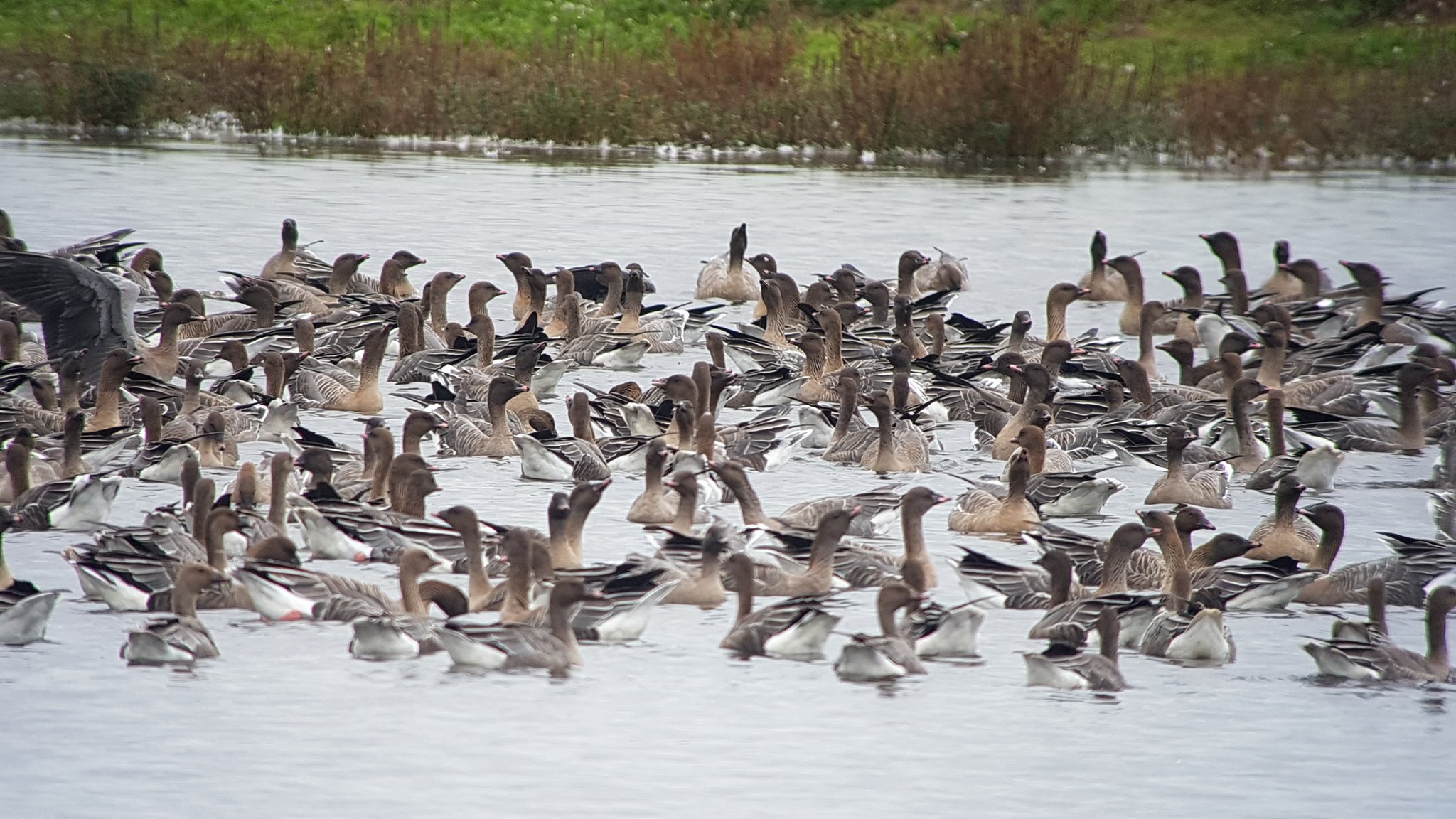 Fresh in. A few of the 10,000+ Pink-footed Geese in today