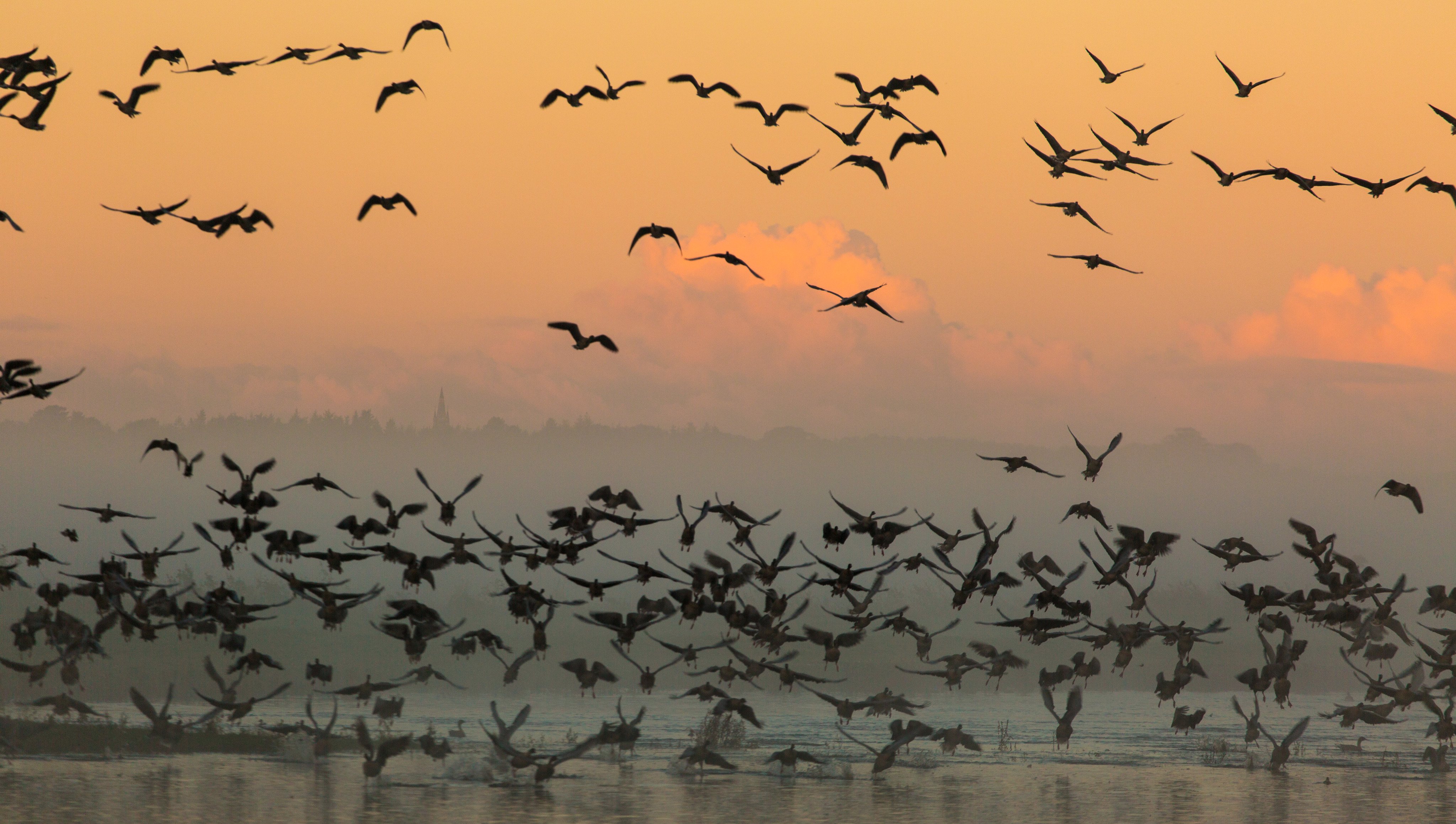 Pink-footed Goose leaving the Mere