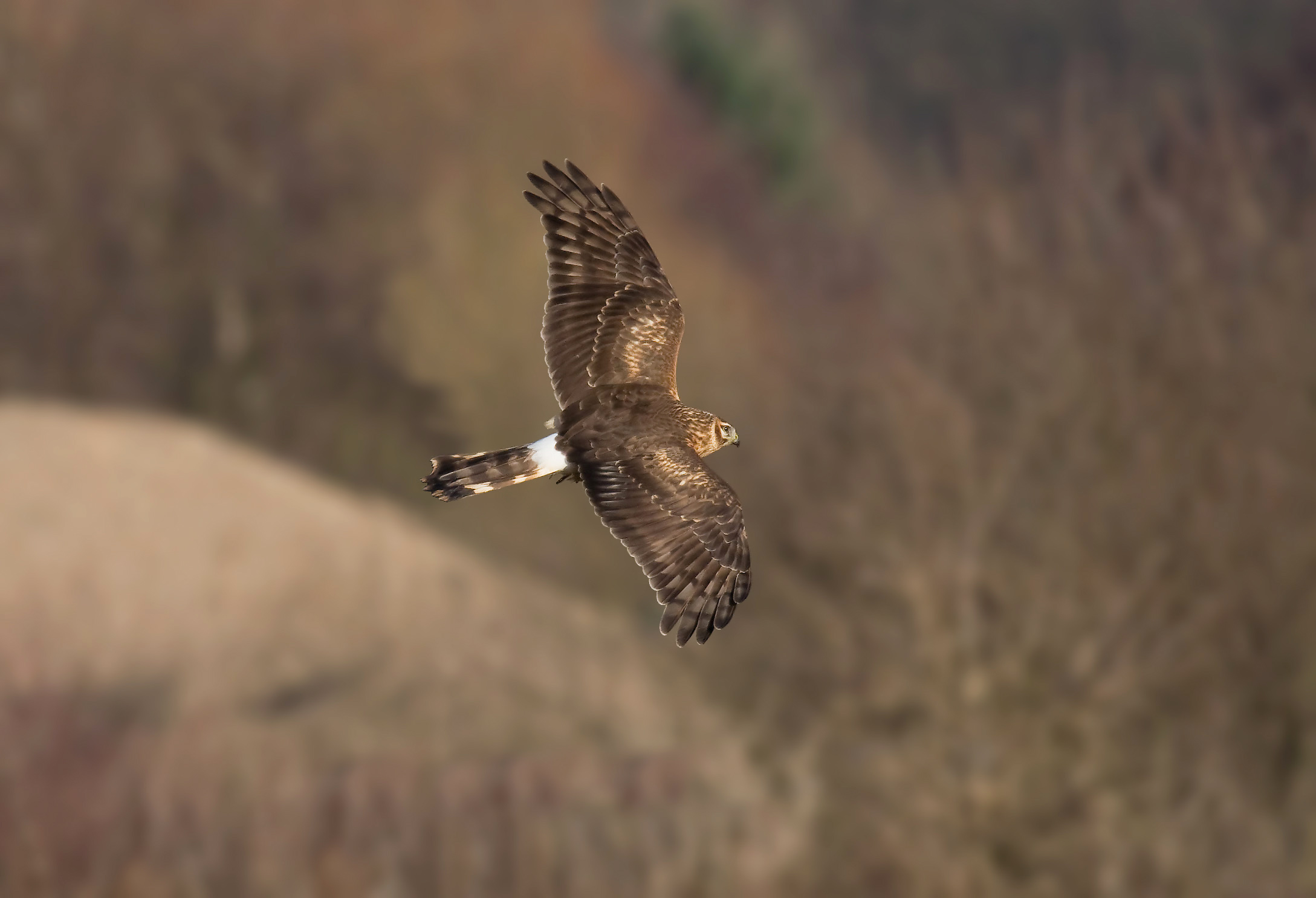 Female or juvenile Hen Harrier