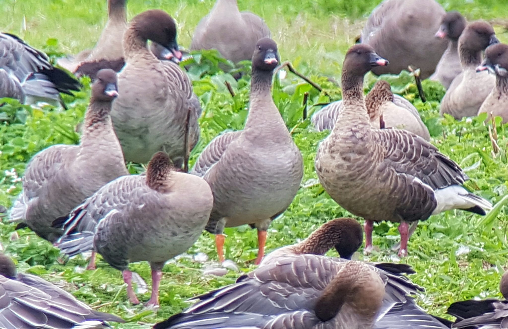 An unusual orange legged form of Pink-footed Goose