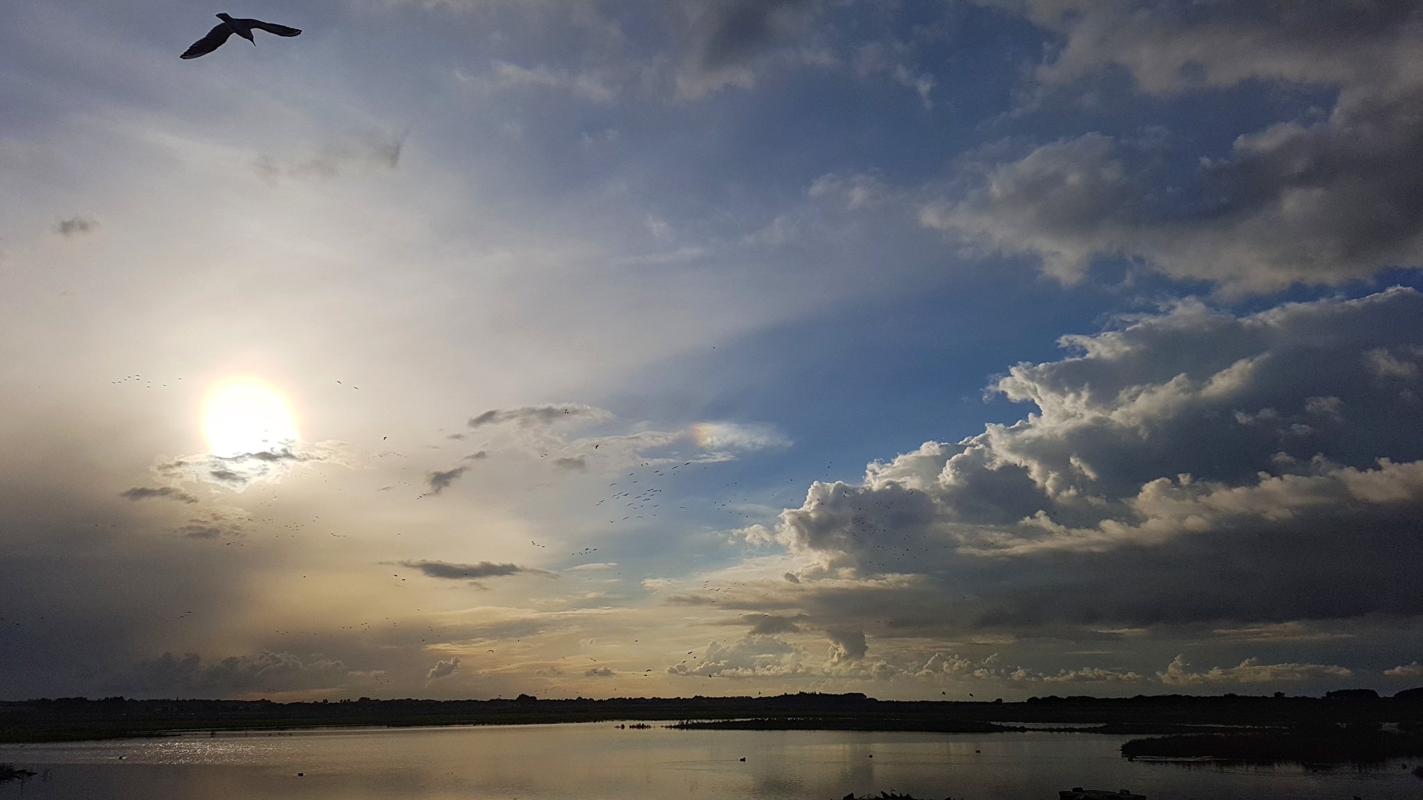 sundog-pinks
