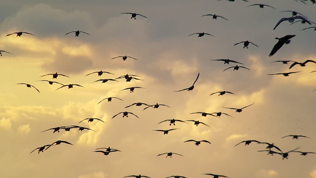 Pink-footed Geese arriving to roost