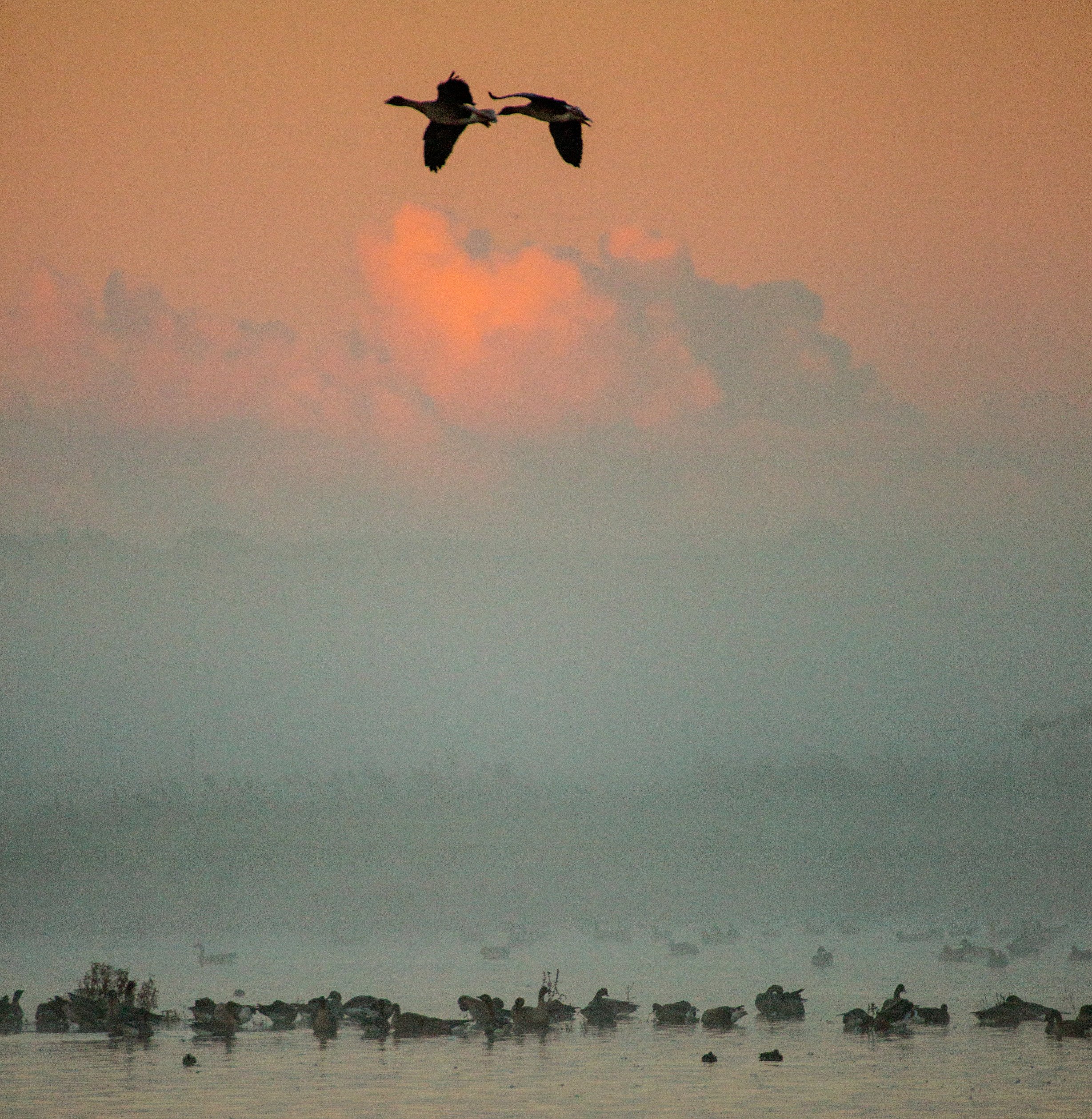 Pink-footed Geese 