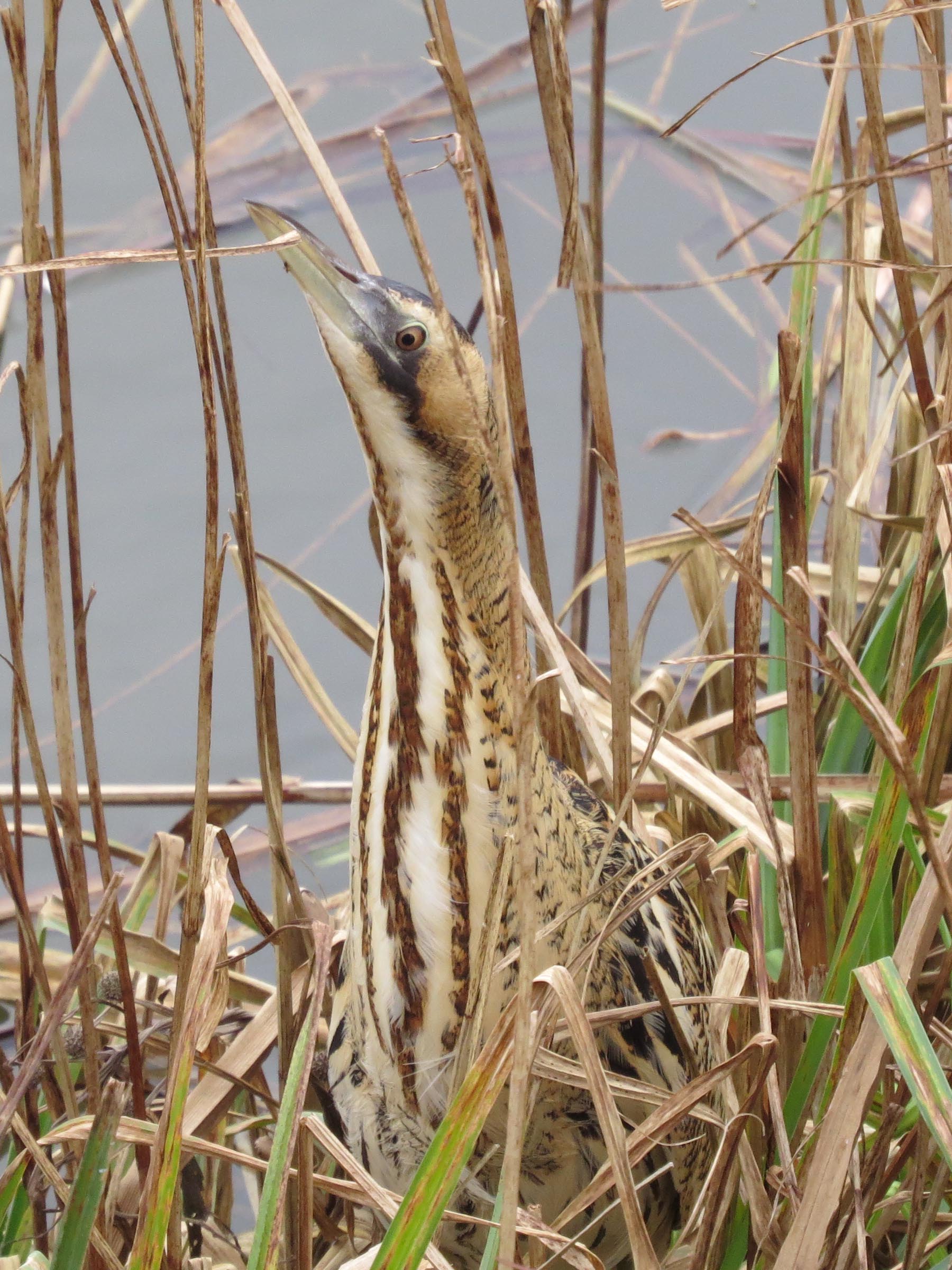 bittern-by-maria-z-3