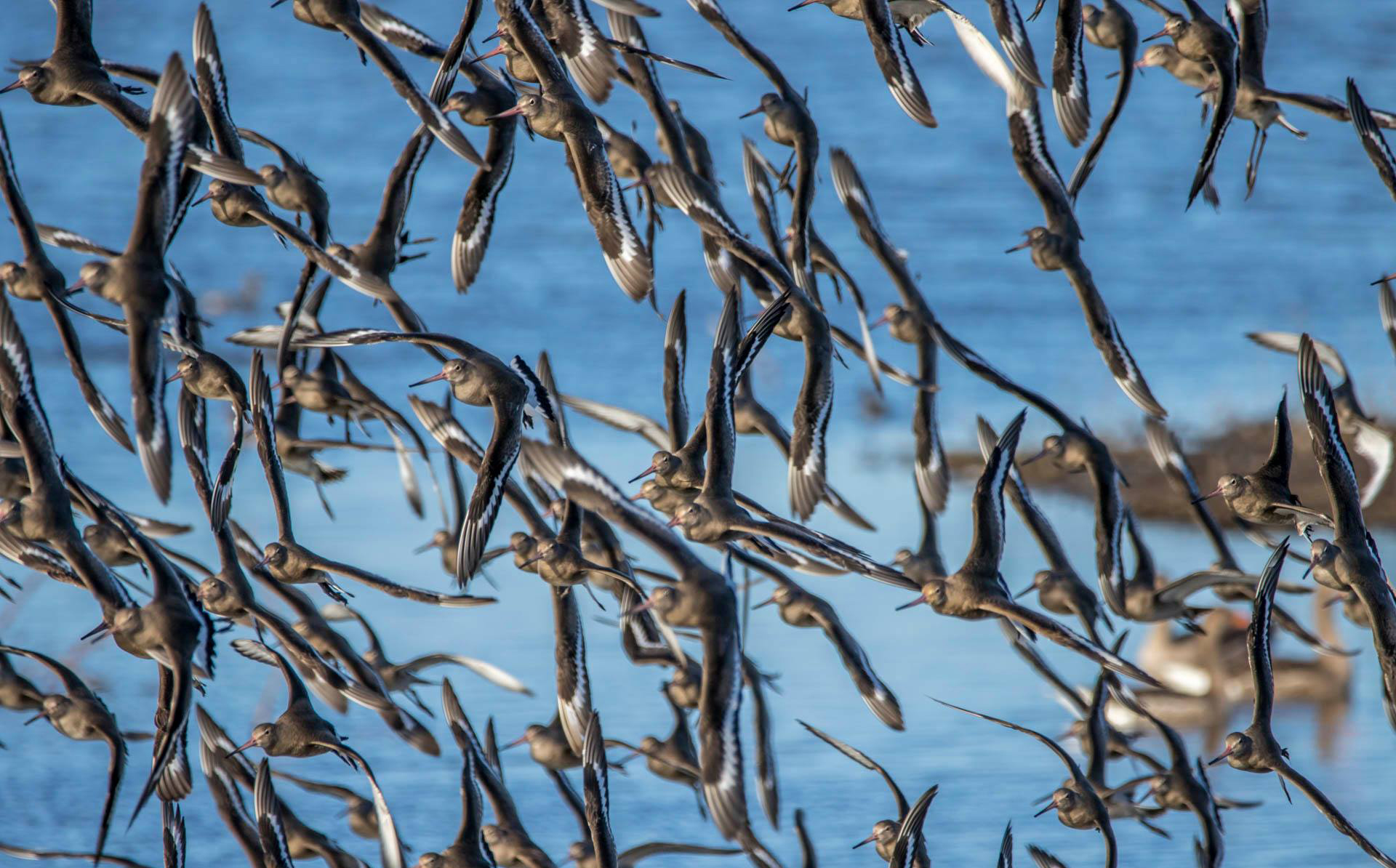 Black-tailed godwit flock by Heather Lowe