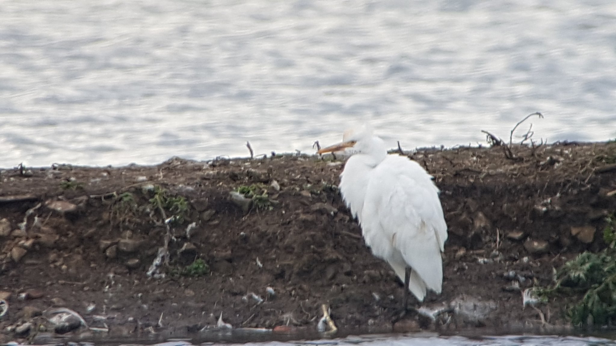 Cattle Egret roosting on the Mere