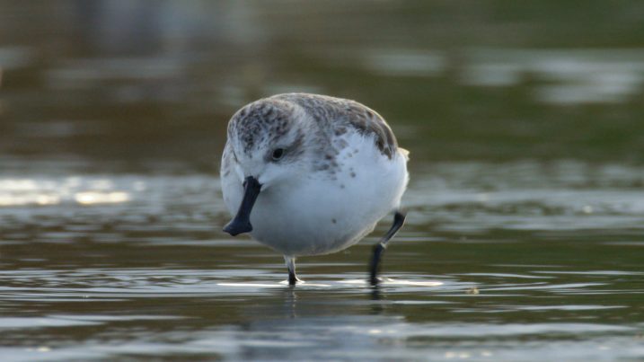 china-between-clouds-and-dreams-series-footage-spoon-billed-sandpiper-onlt-200-left-in-the-world-yangkou-coastal-mudflats-east-china-1
