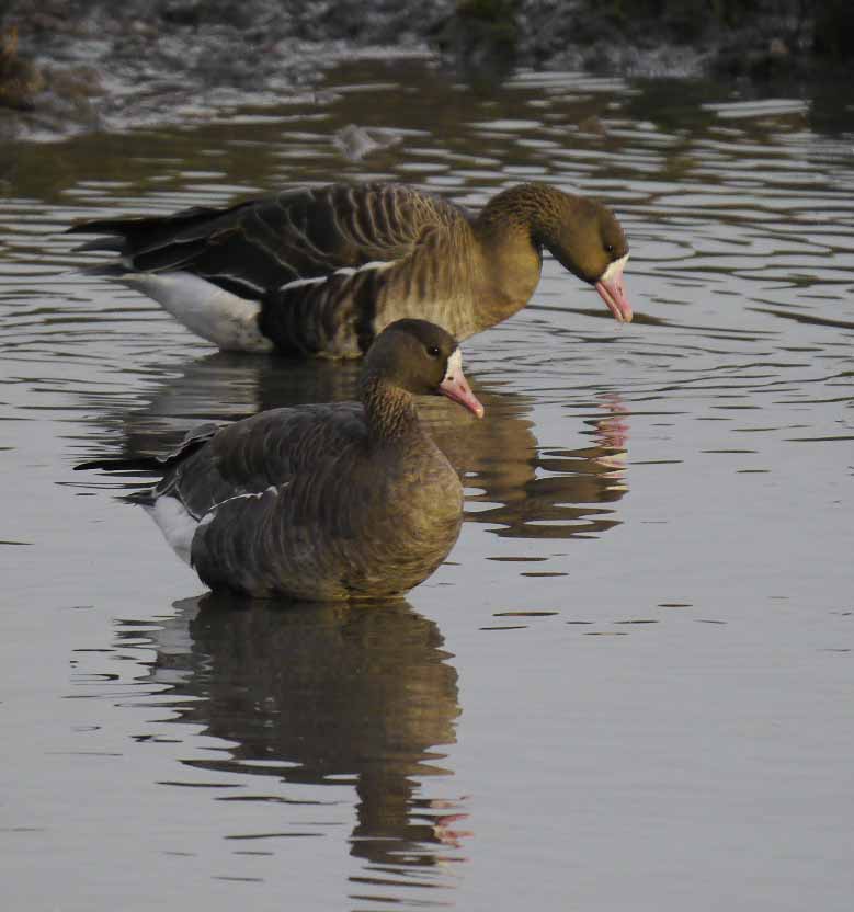 e-white-fronted-geese-mjmcgill