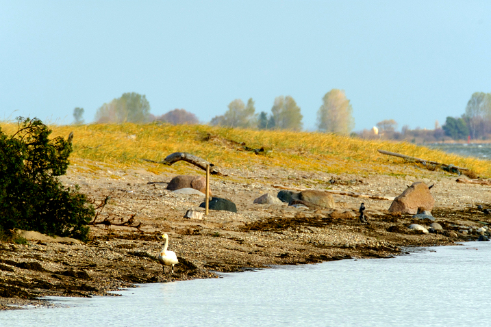 GPS tracked swan 'Charlotte' in Estonia before she died