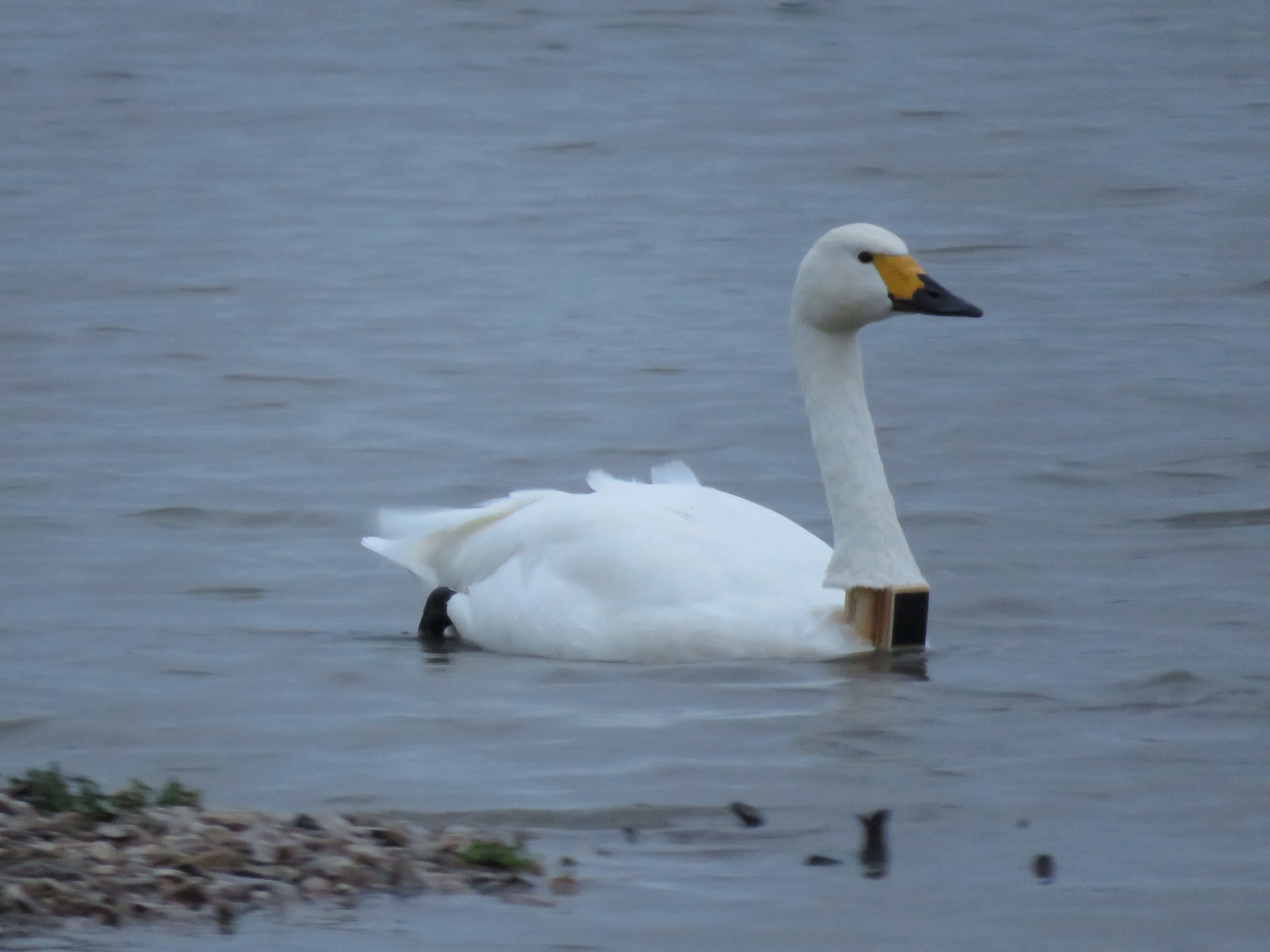 Bewick's Swan - Maisie
