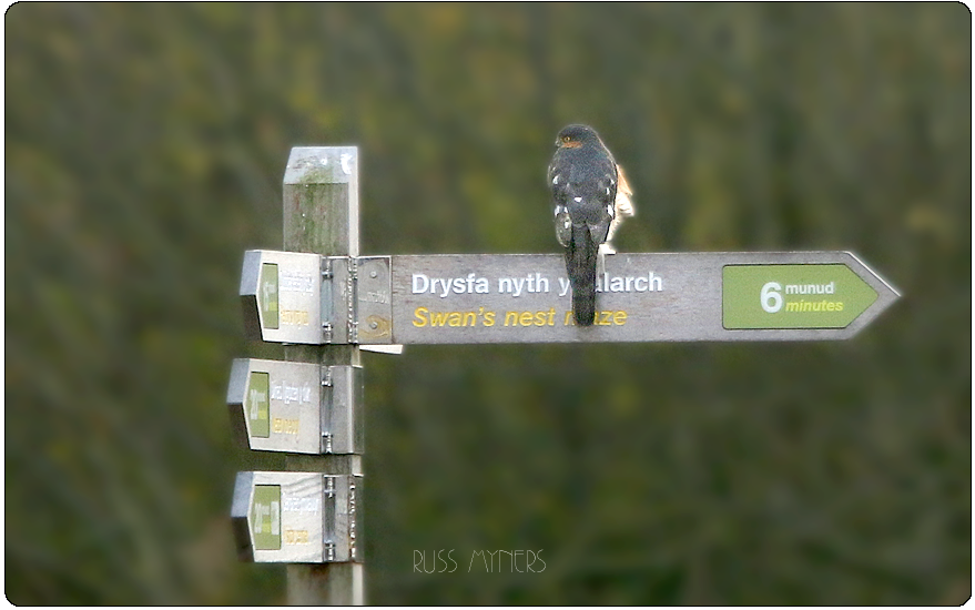 male-sparrowhawk