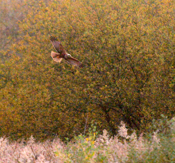 A male marsh harrier has been coming in to roost in the reedbed in the late afternoon.