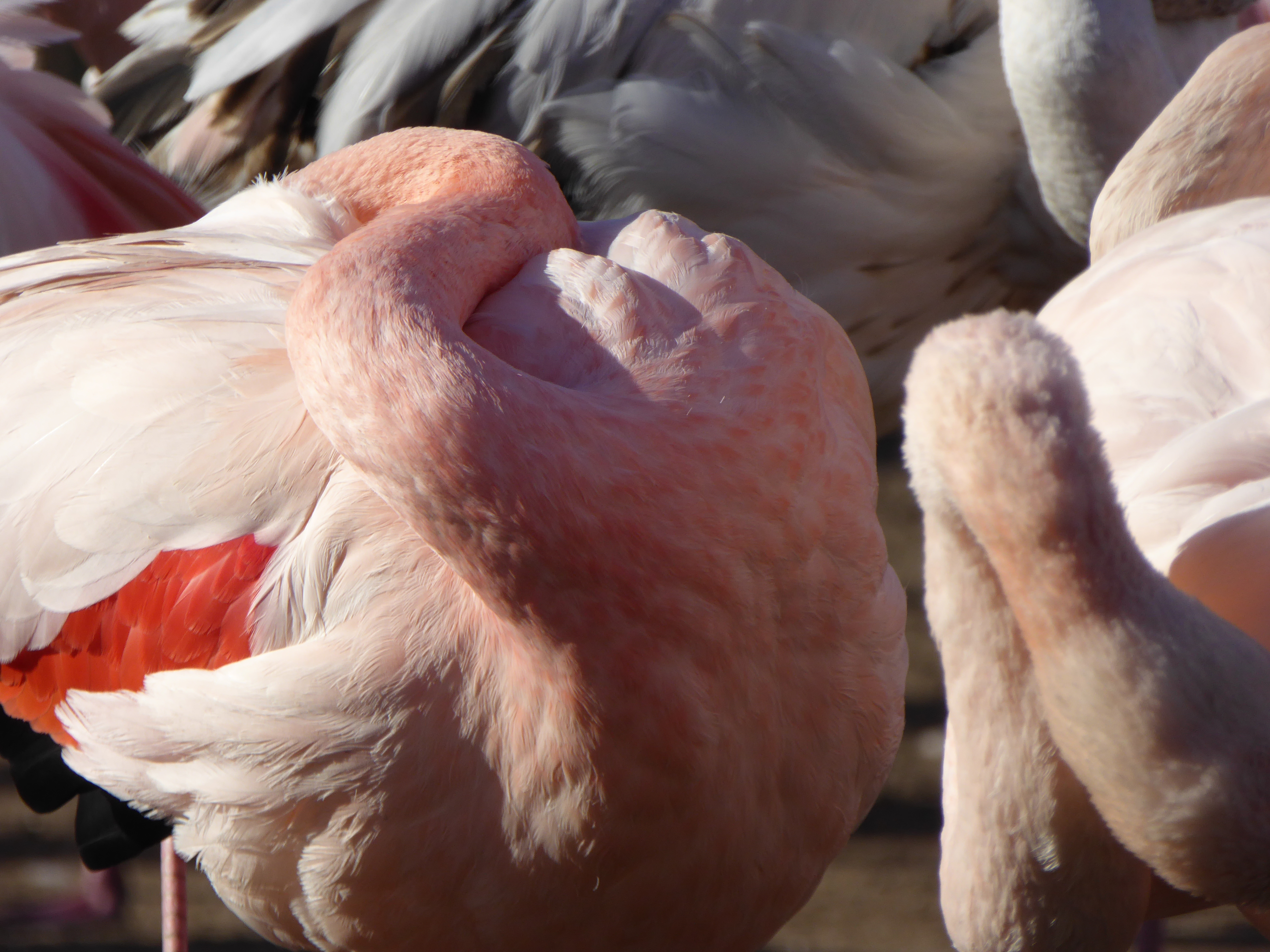 greater flamingo pink