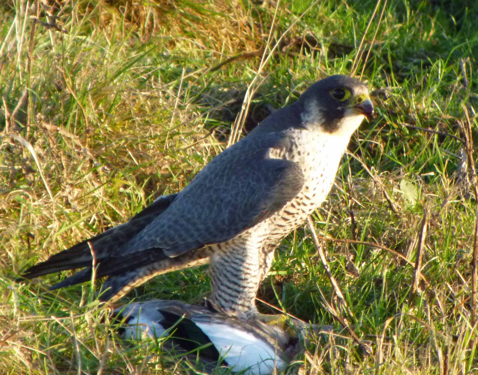 peregrine-falcon-mjmcgill