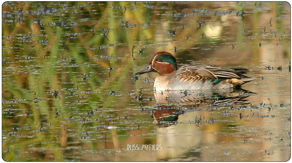 teal