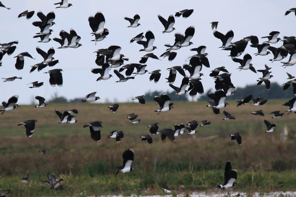 Lapwing flock by Georgette Taylor