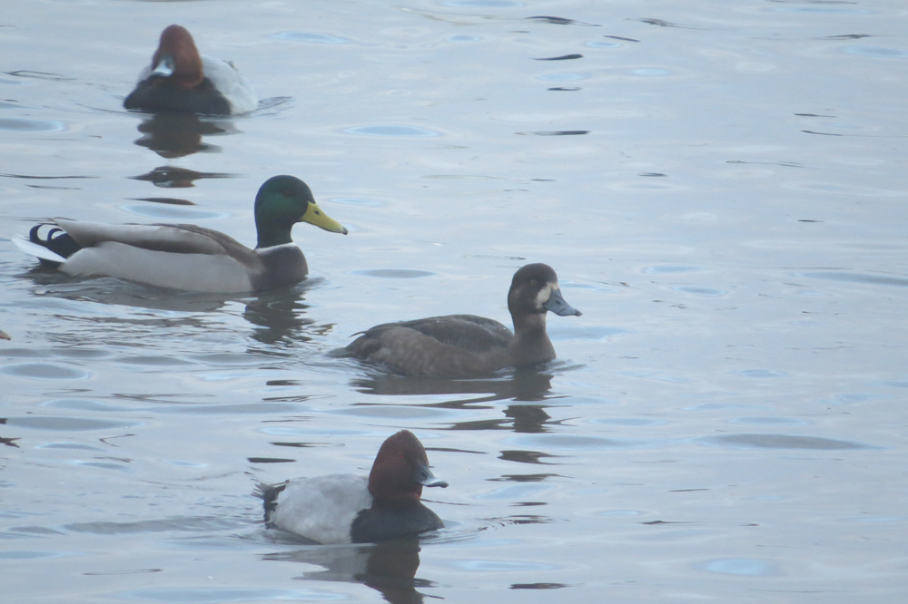 Scaup - female