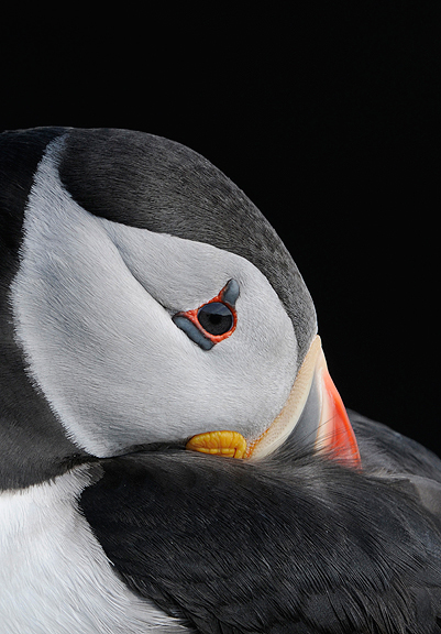 Pensive Puffin by Rebecca Nason