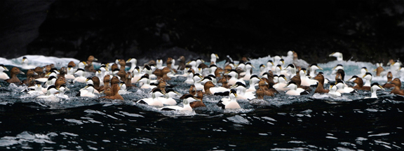 Common Eider Raft by Rebecca Nason