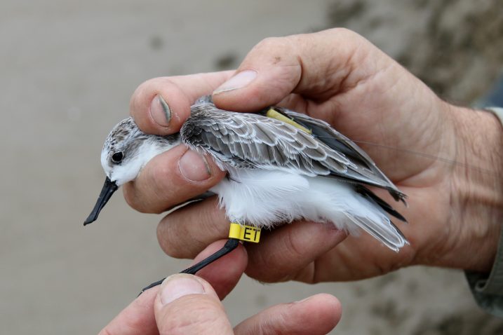 Tagged 'spoony' ET, who's now been tracked to over-wintering grounds in Myanmar.