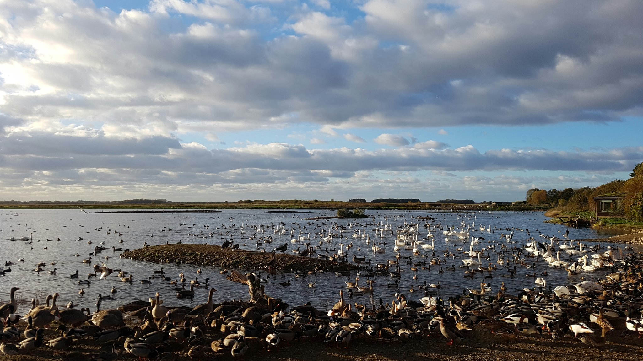 Birds massing in front of the Discovery Hide