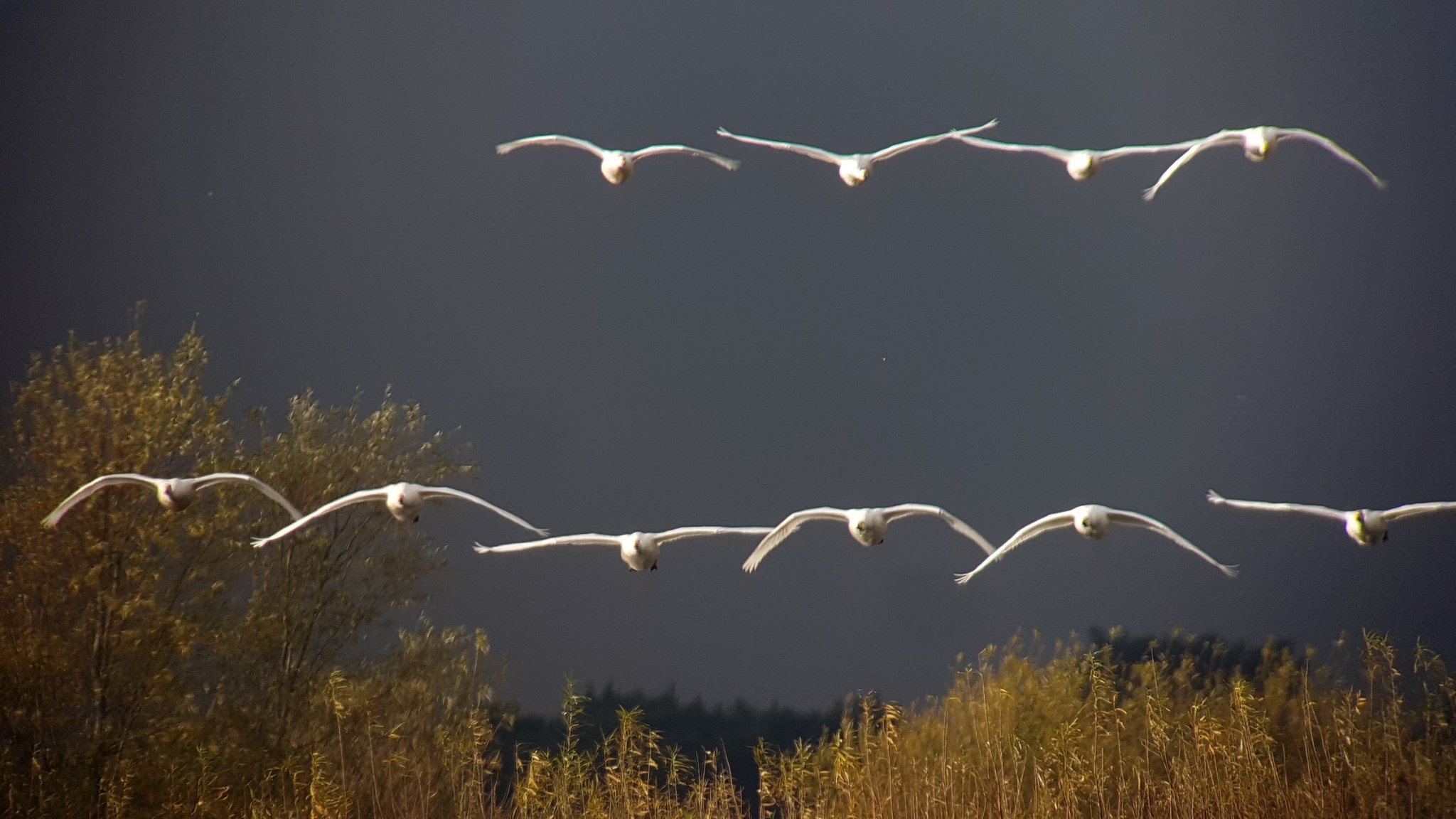Whooper fly in 