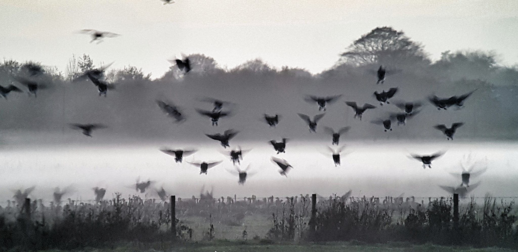 Slow motion Pink-footed Geese drop into the mist