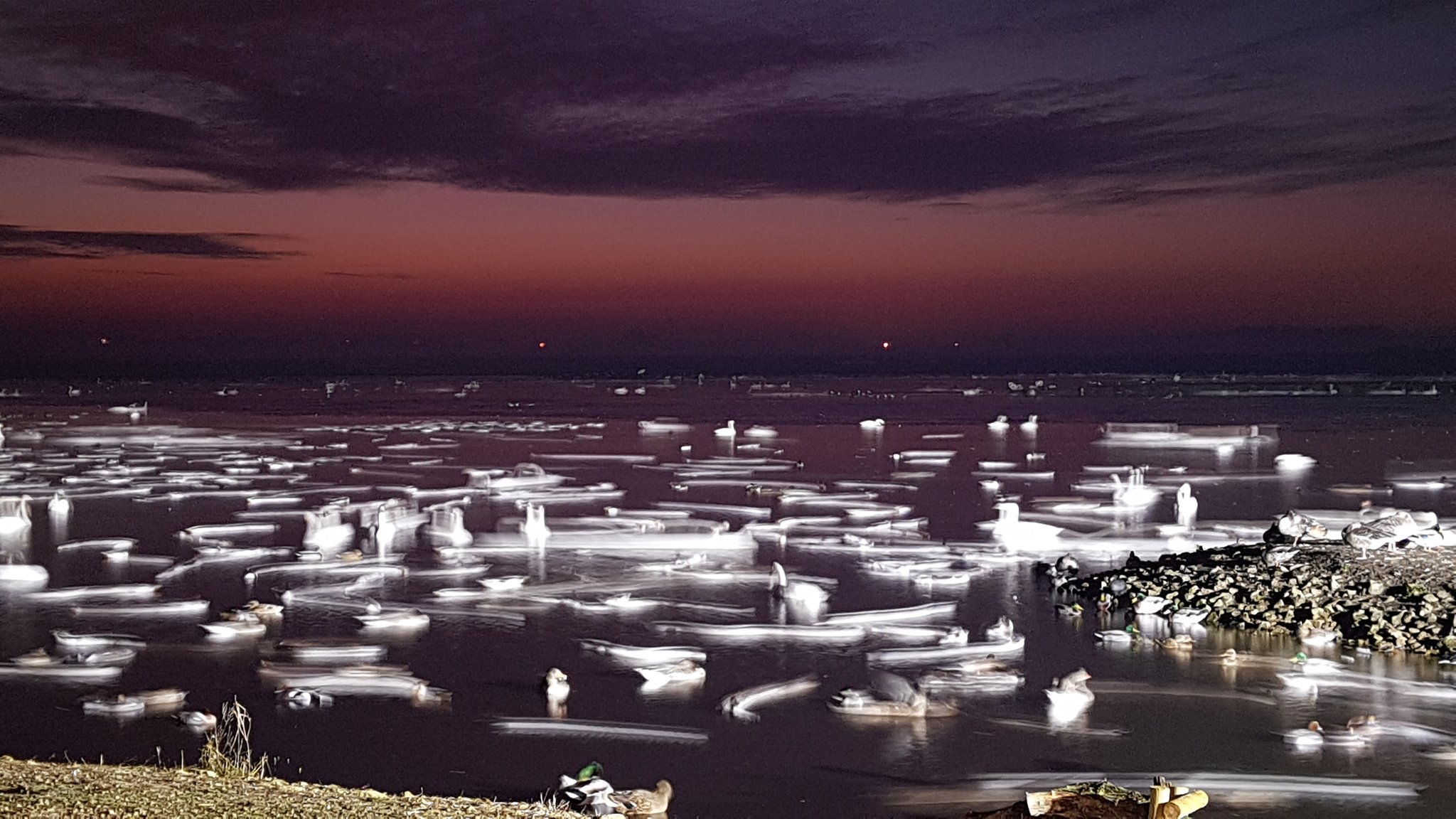 Whooper Swans after dark
