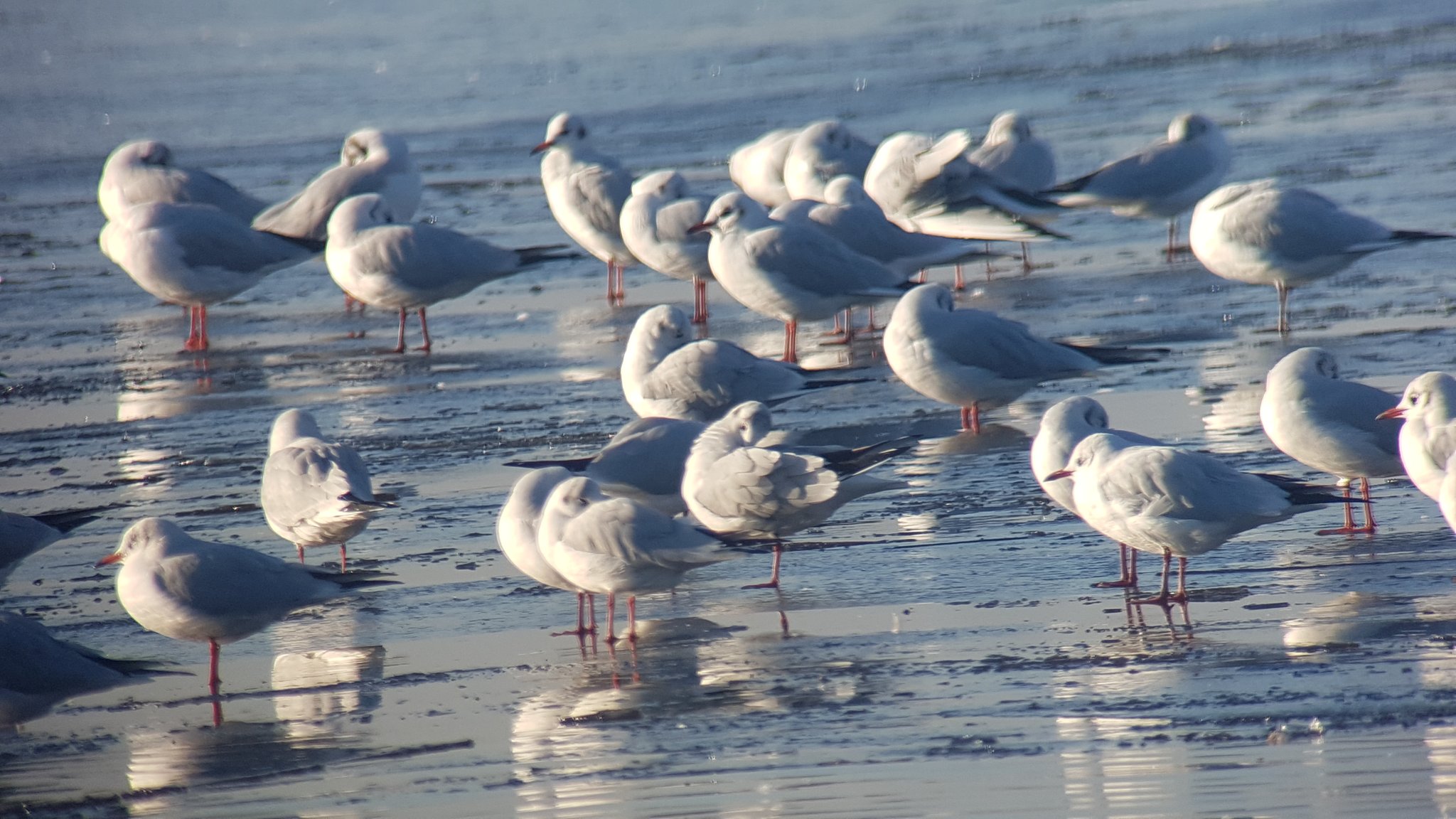 Black-headed Gulls 'loafing' on the Mere this morning
