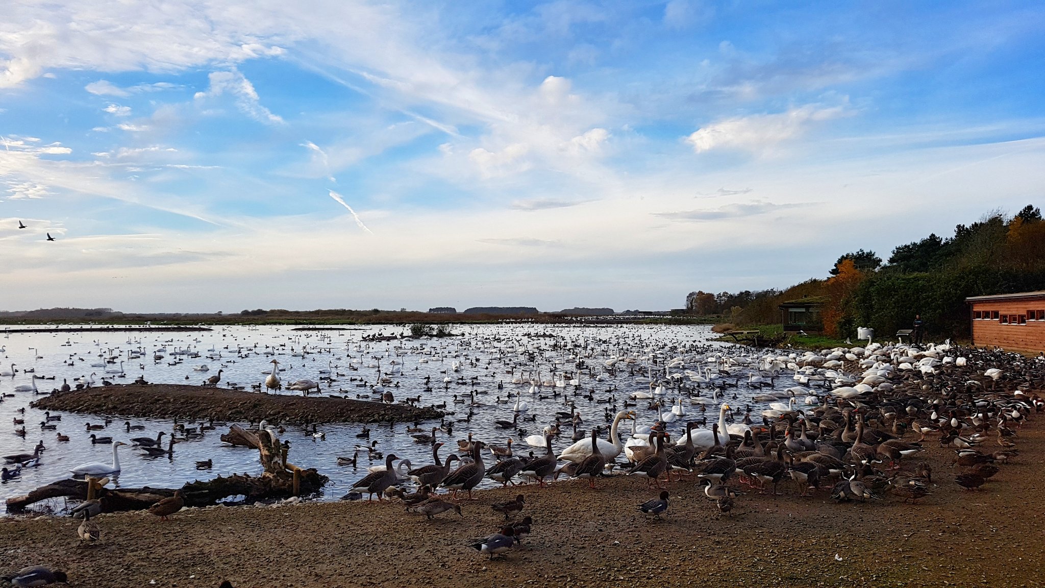 Popular with ducks, geese and swans alike