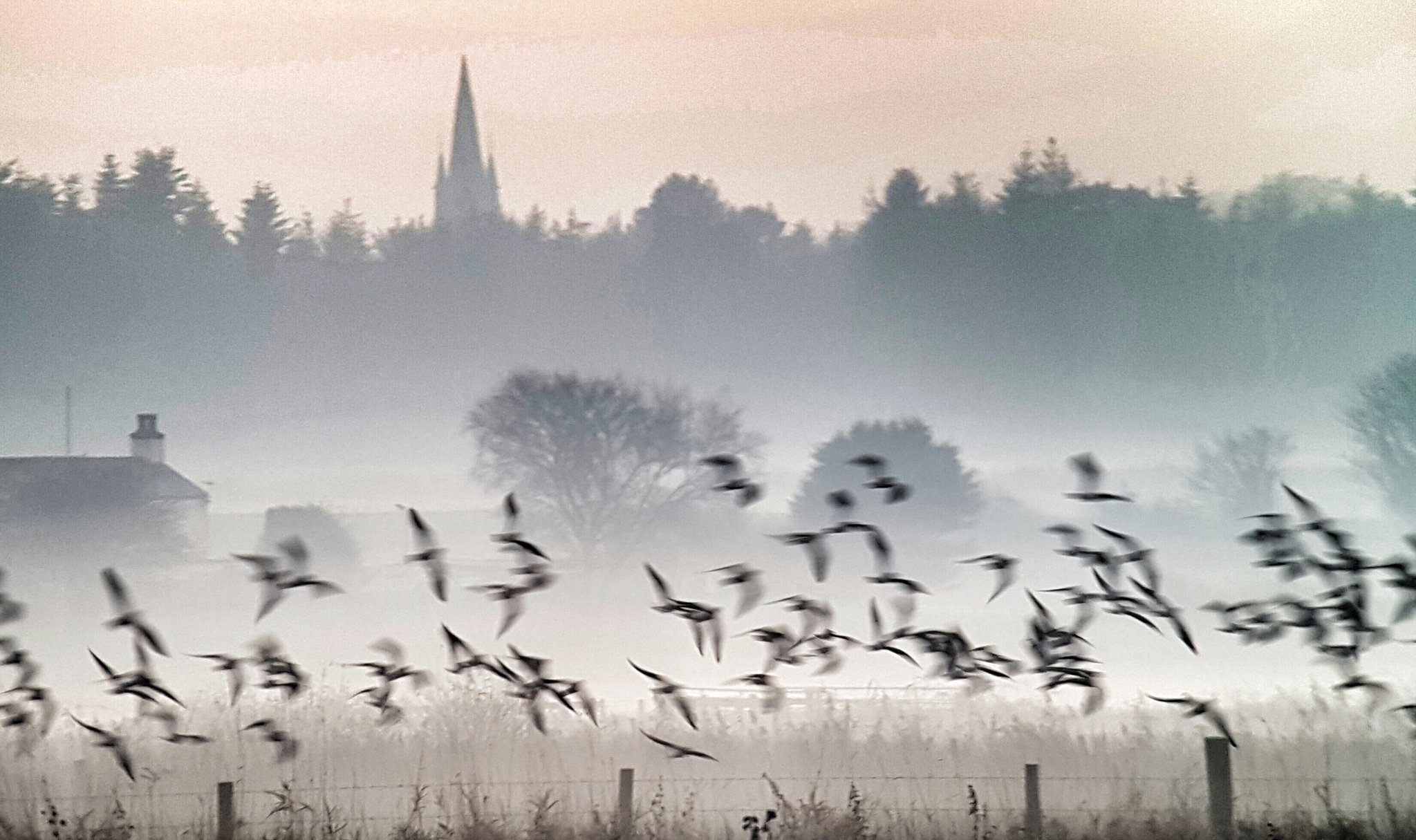 Just blurred shots today! These are Lapwing.