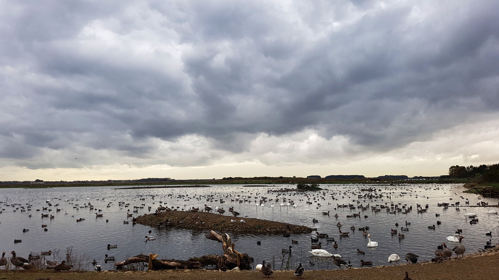The Mere slowly filling up with birds! 